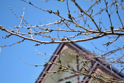 DSC_0029v12.jpg